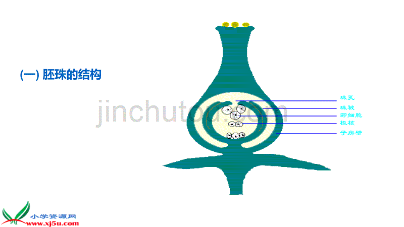 五年级下册科学课件《13.果实是怎样形成的》 青岛版(六年制)_第3页