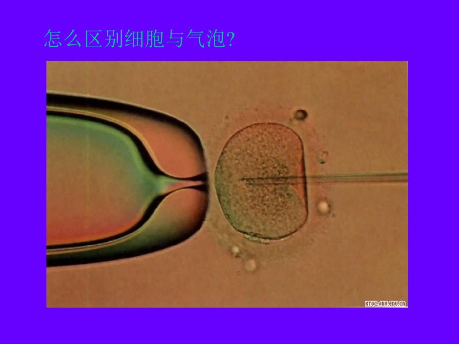 人教版教学课件细胞膜系统的边界_第4页