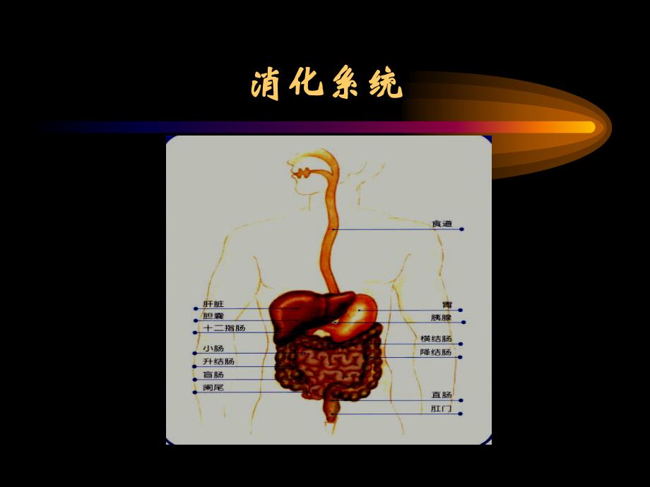 消化系统疾病总_第2页