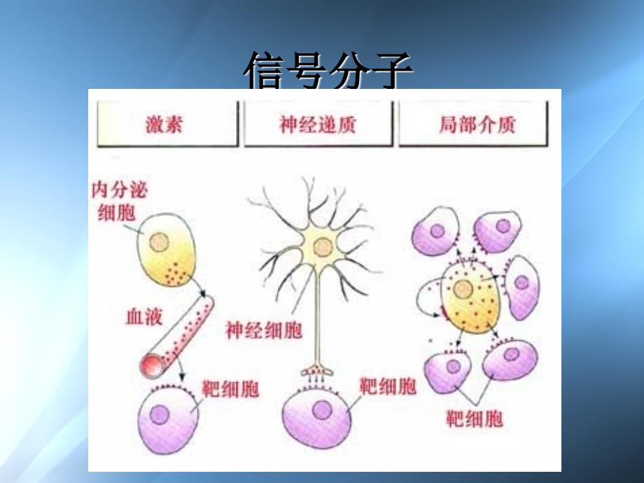 高三要点复习细胞膜要点复习补充细胞信号分子和受体_第3页