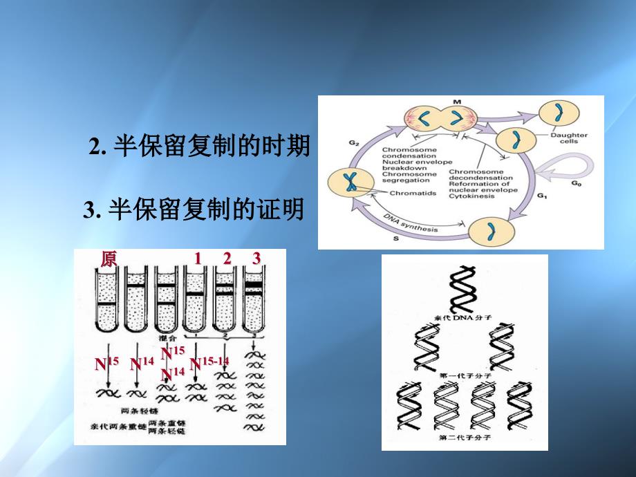 高中生物竞赛辅导课件—DNA复制、基因表达、基因与人类基因组计划_第4页