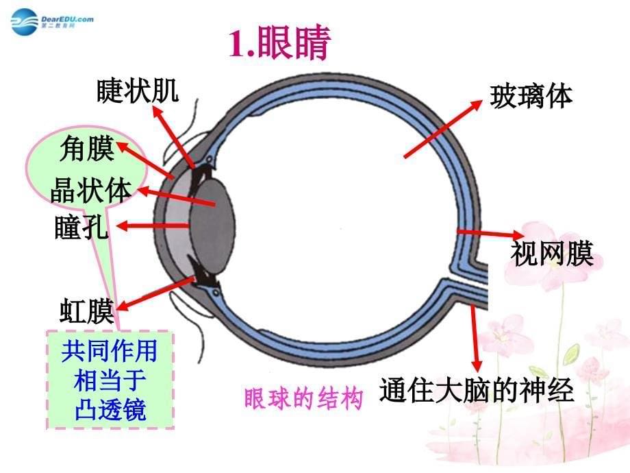 8年级物理下册 第6章 第四节 眼睛和眼镜（第3课时）课件 （新版）北师大版_第5页