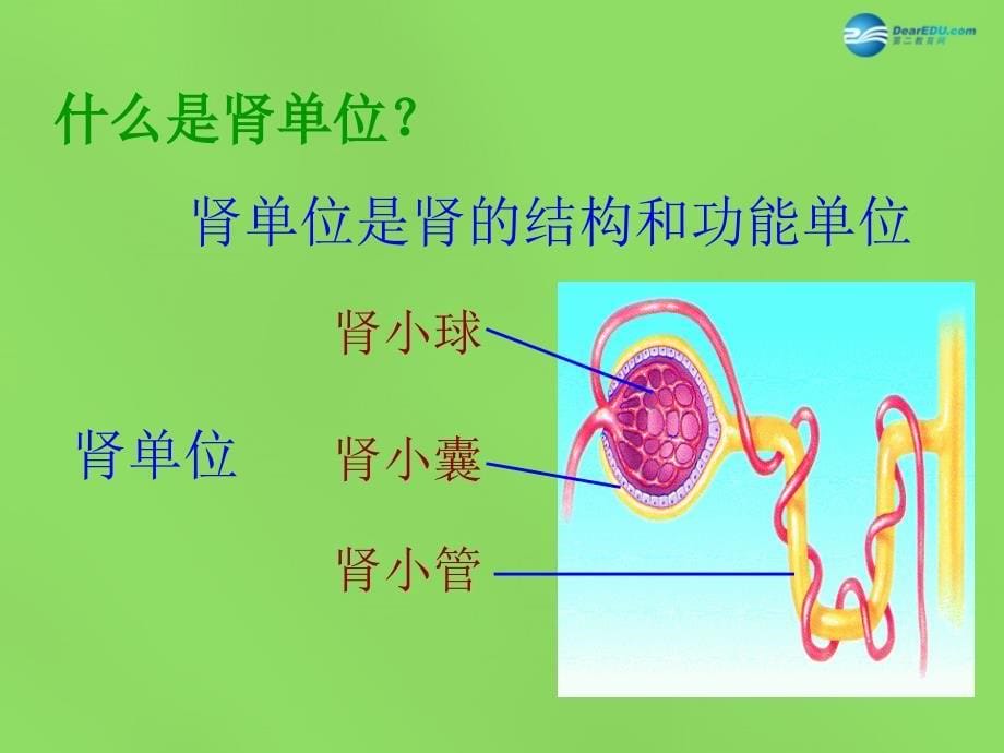 北师大初中生物七下《11第2节 尿的形成与排出》PPT课件 (4)_第5页