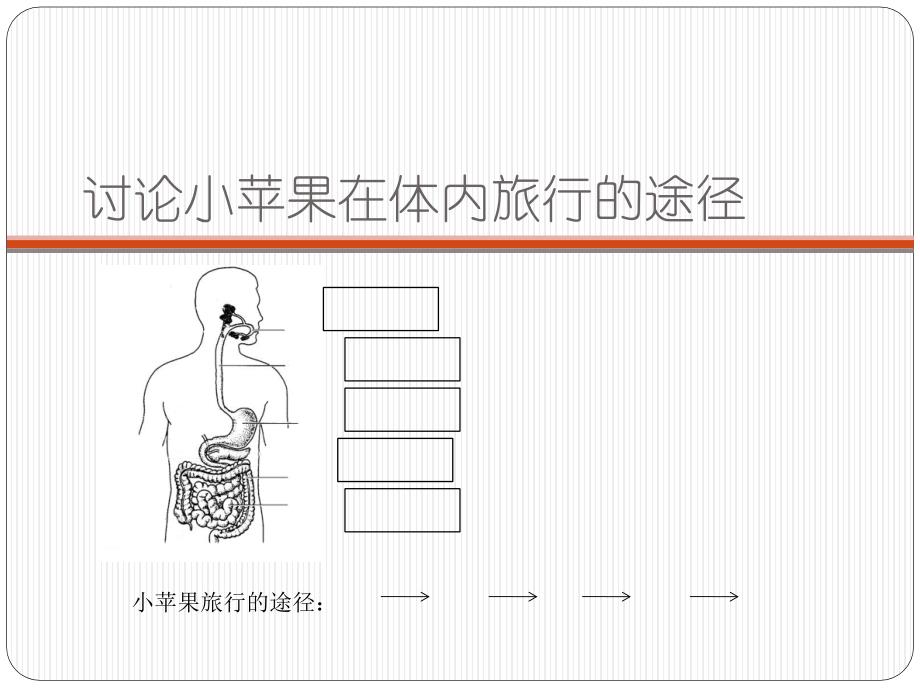 四年级上册科学课件-4.5 食物在体内的旅行｜教科版 (共14张PPT)_第3页