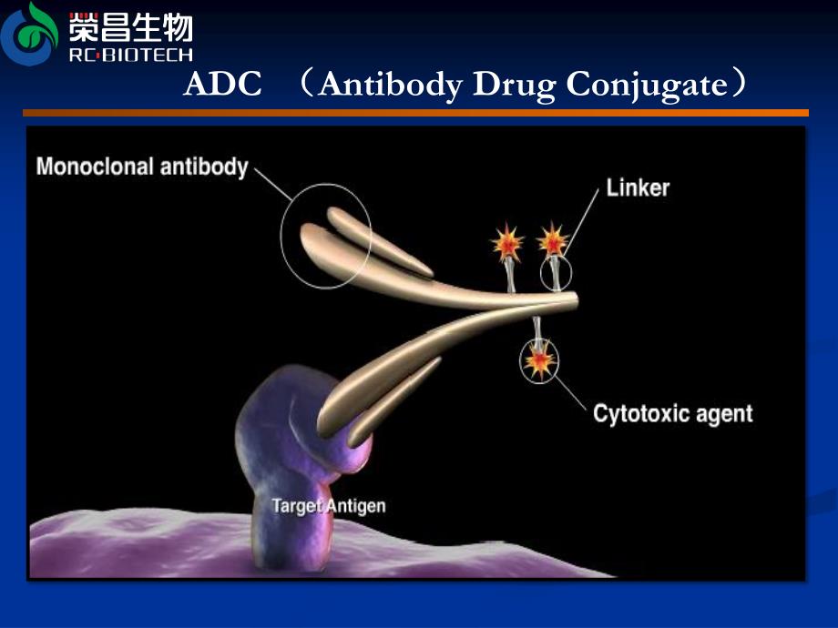 ADC荣昌抗体偶联药物_第4页