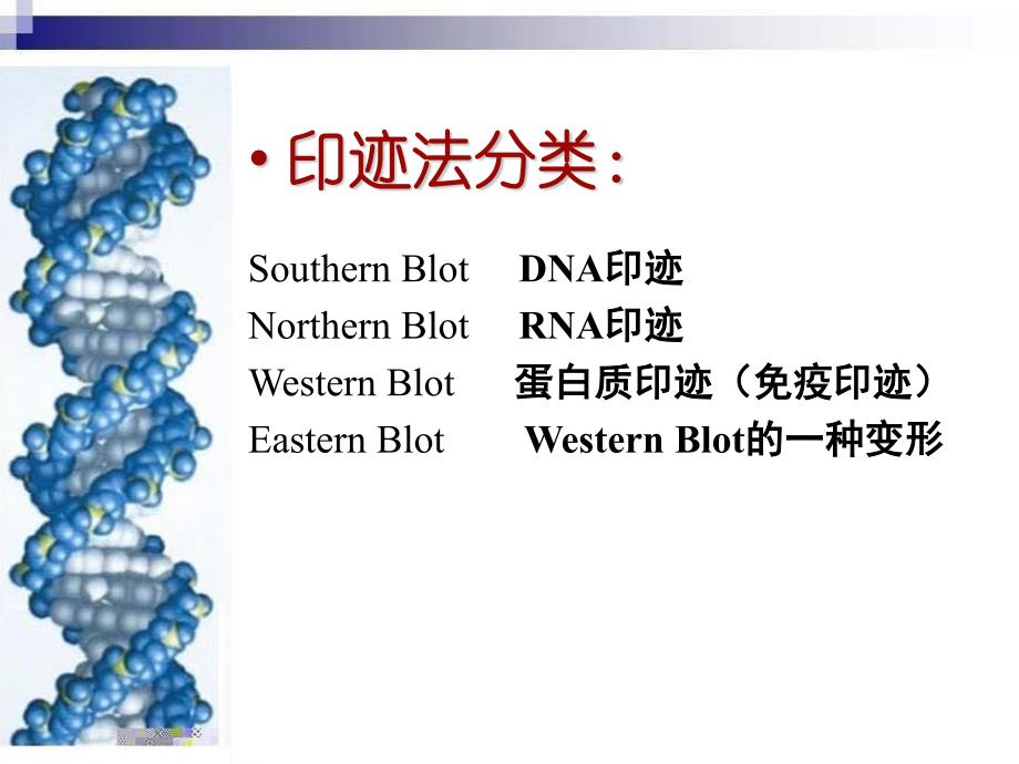 第十二讲印迹杂交技术_第3页