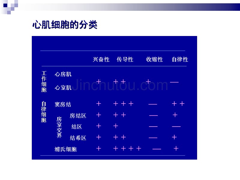 生理循环系统心脏的射血与充盈_第2页