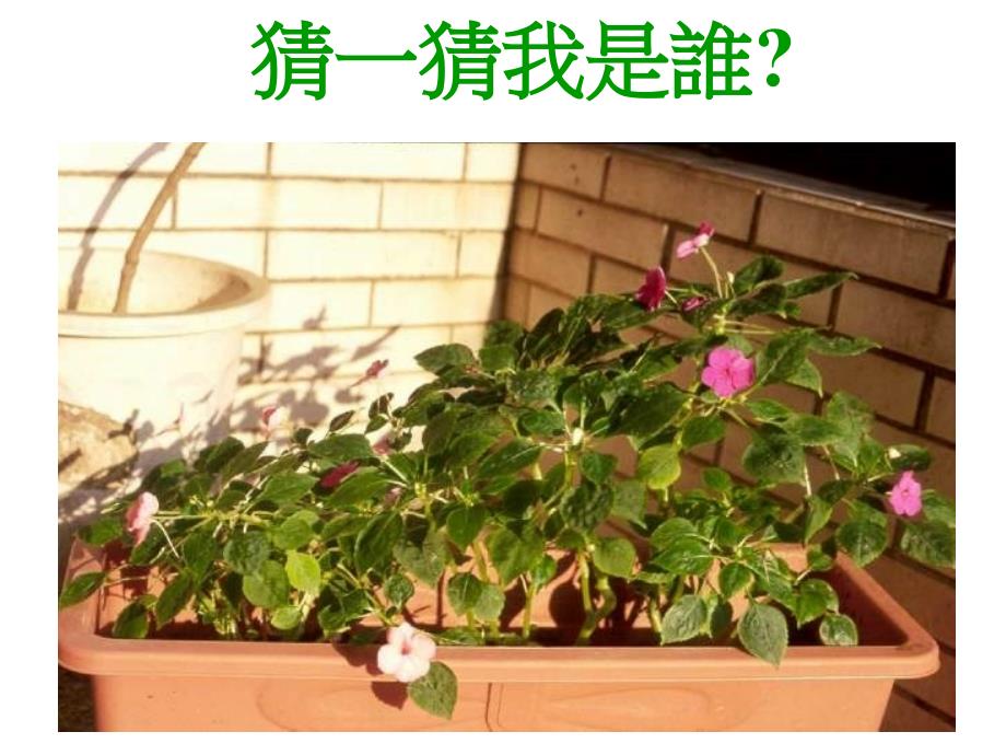 2019年植物会聚培训课件_第1页