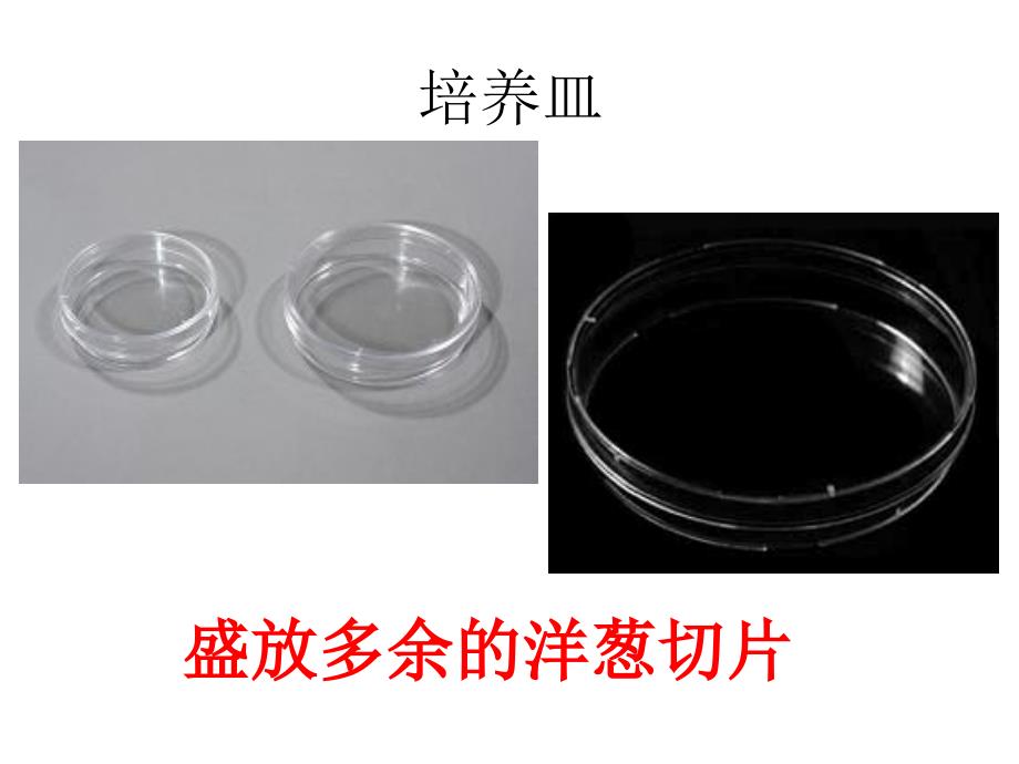 六年级下册科学课件-1.5 用显微镜观察身边的生命世界（一）｜教科版 (共10张PPT) (1)_第2页