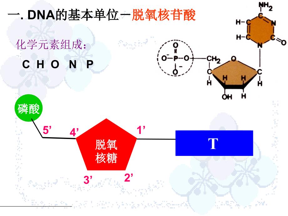 DNA分子的结构1_第4页