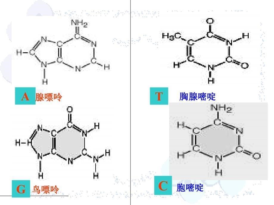 DNA分子的结构1_第5页