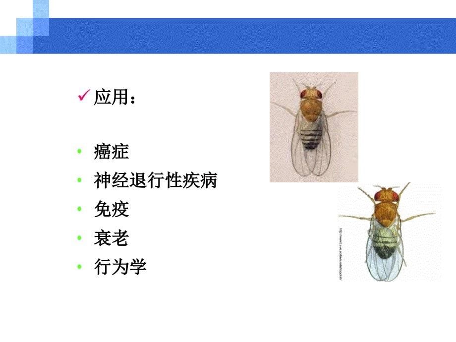 模式生物-果蝇.ppt_第5页