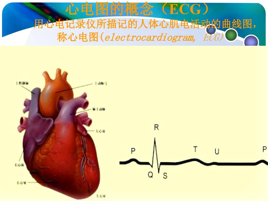 心电图讲义.ppt_第3页