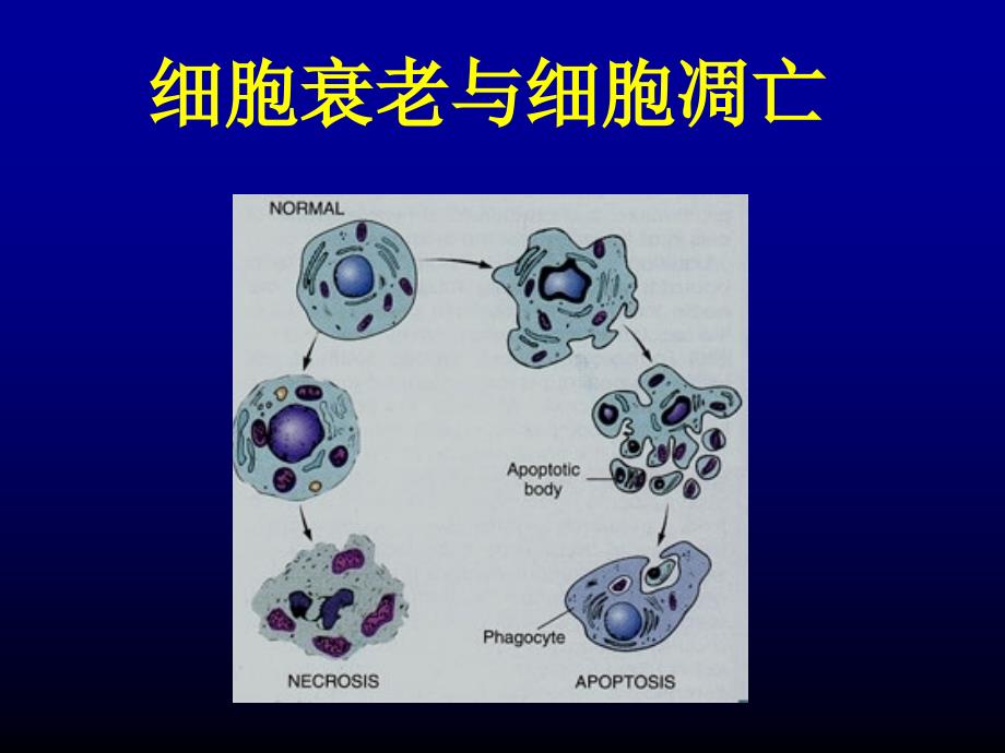 细胞凋亡作用机理_第1页