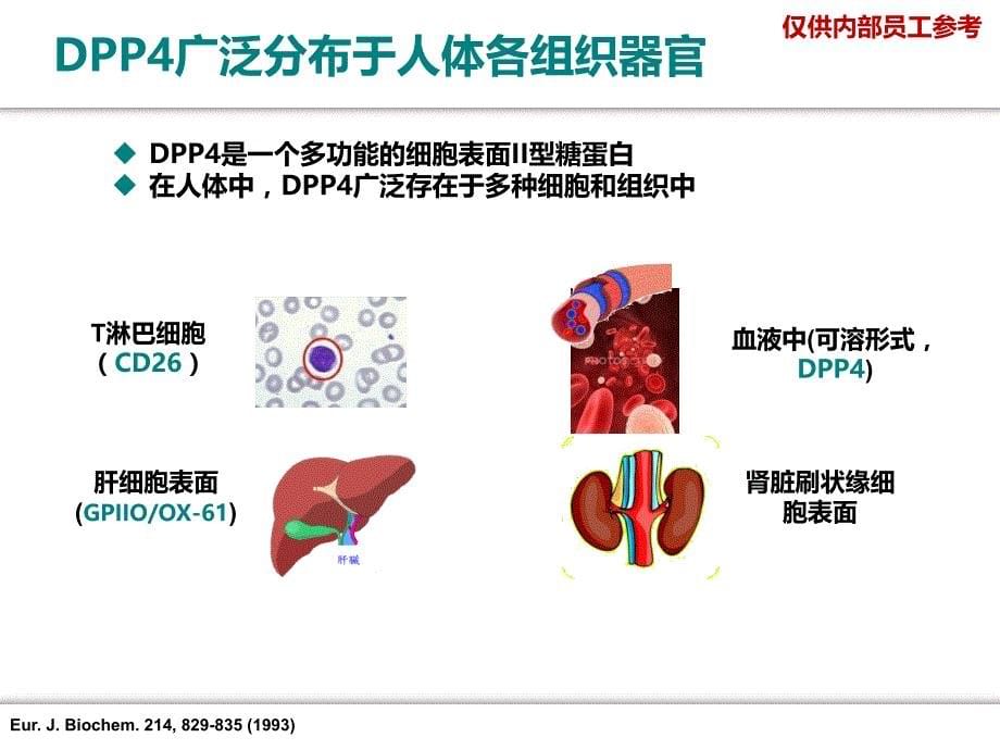 DPP酶的生理功能及药理作用_第5页