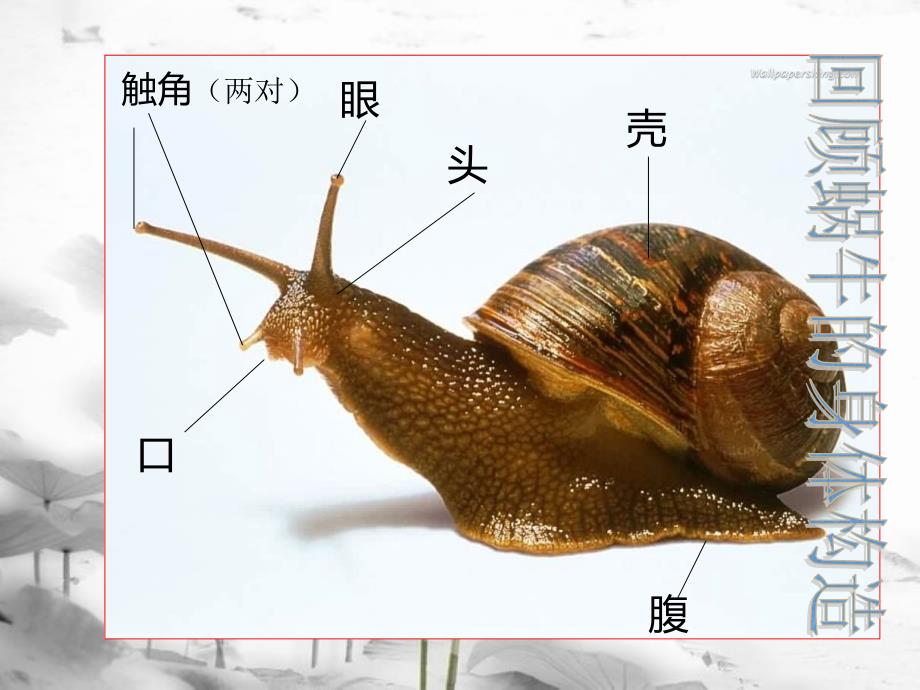 教科版三年级科学第二单元第三课-蜗牛(2)(含课堂作业).ppt_第2页