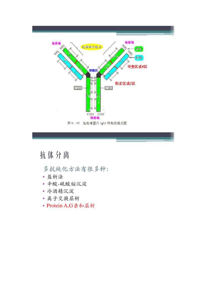 血清IgG的分离纯化及测定_第2页