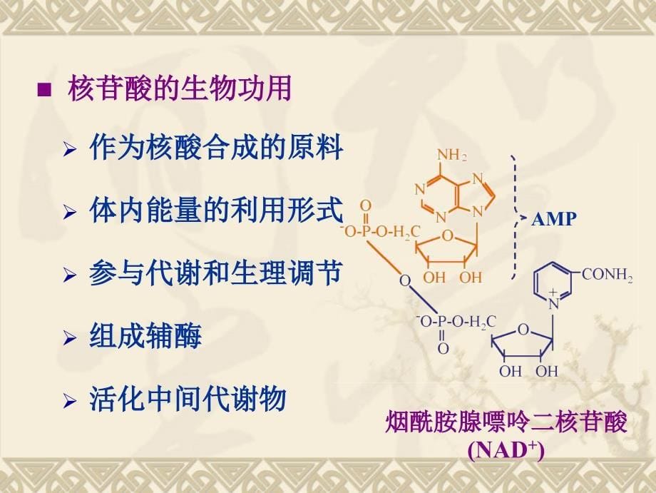 学习_核苷酸代谢_第5页