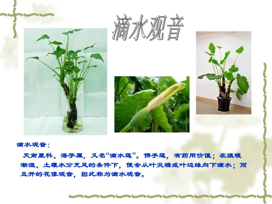 50种室内植物花卉的功能介绍.ppt_第2页