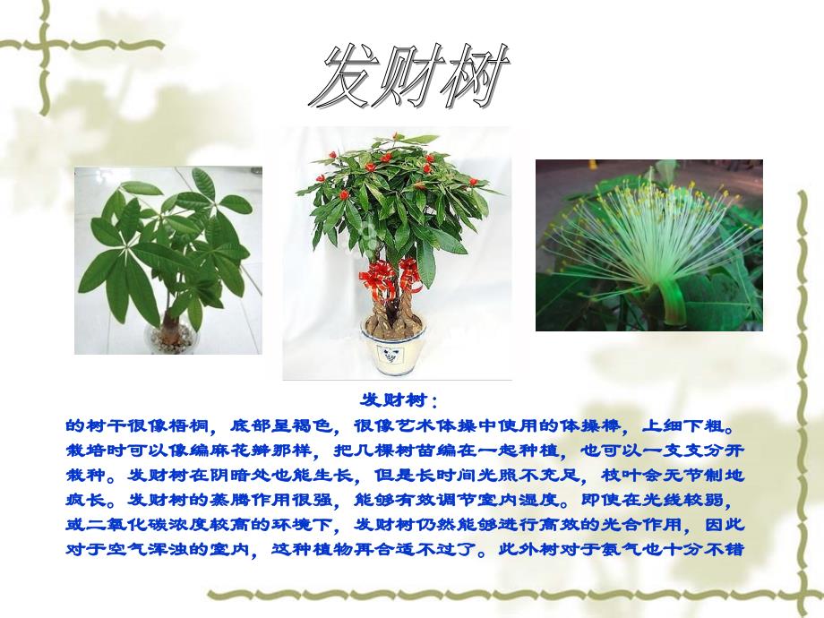 50种室内植物花卉的功能介绍.ppt_第3页