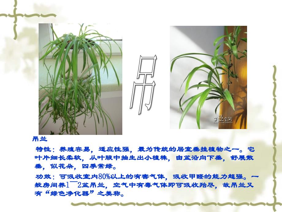 50种室内植物花卉的功能介绍.ppt_第4页