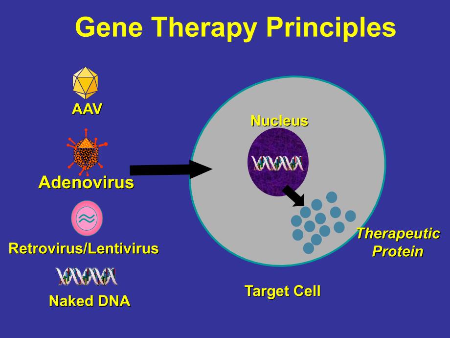 基因治疗与基因诊断课件_第3页
