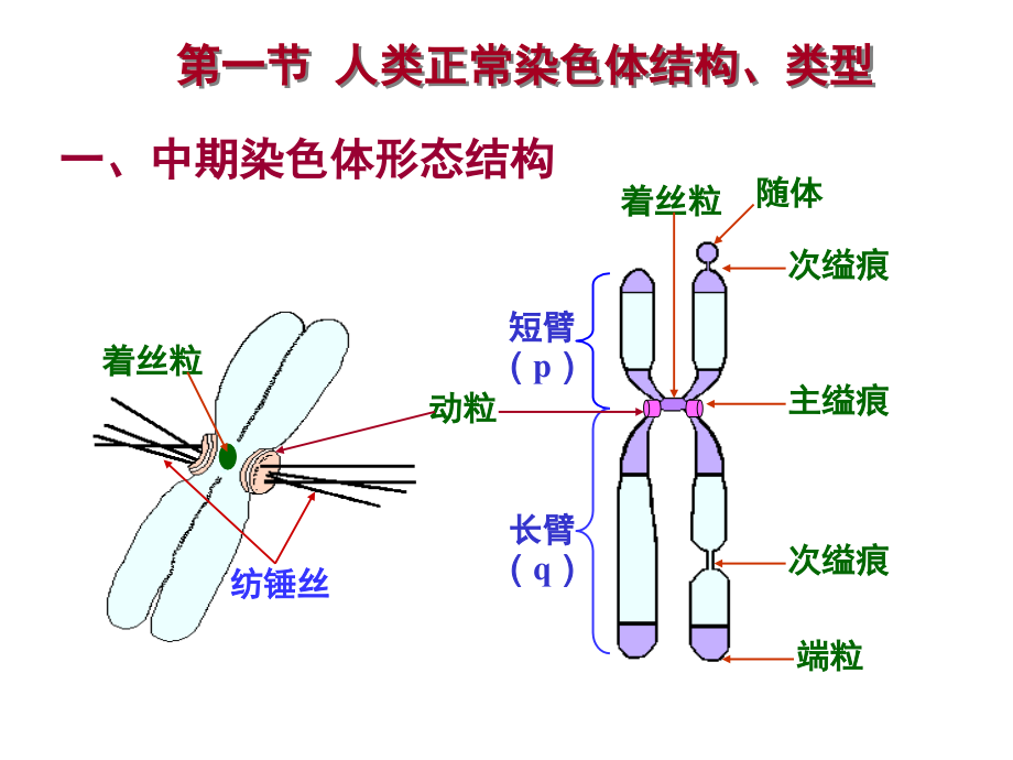 医学遗传学章染色体病1_第3页