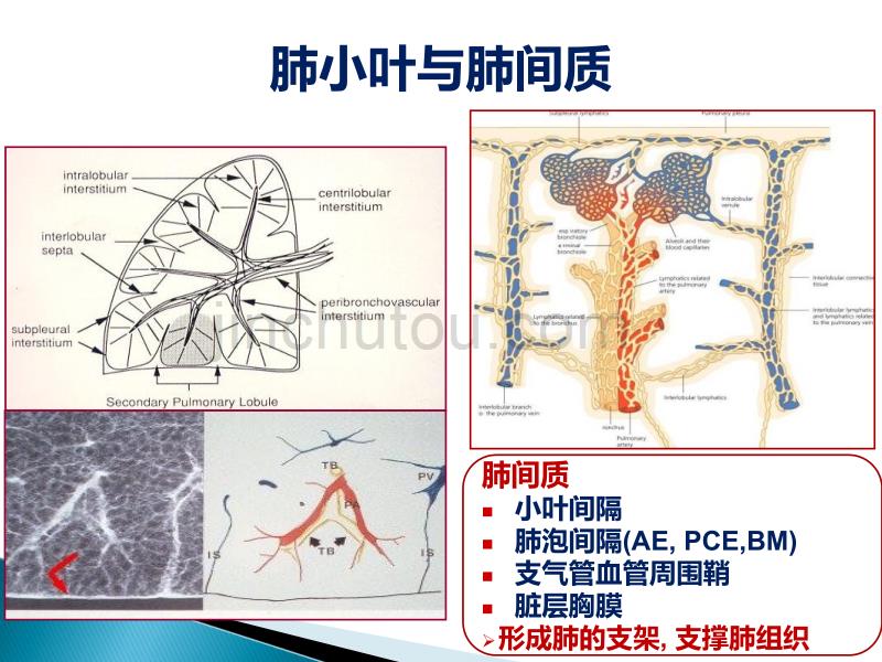 间质性肺疾病的分类与诊断_第4页