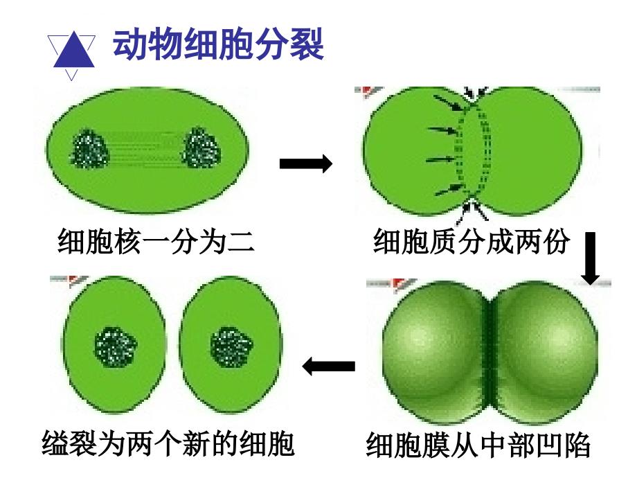 人教版七年级生物上册2.2.2动物体的结构层次(32张PPT).ppt_第2页