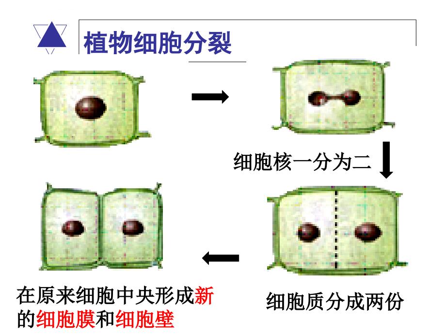 人教版七年级生物上册2.2.2动物体的结构层次(32张PPT).ppt_第3页