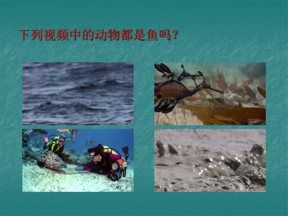 八年级上册生物-鱼类.ppt_第4页