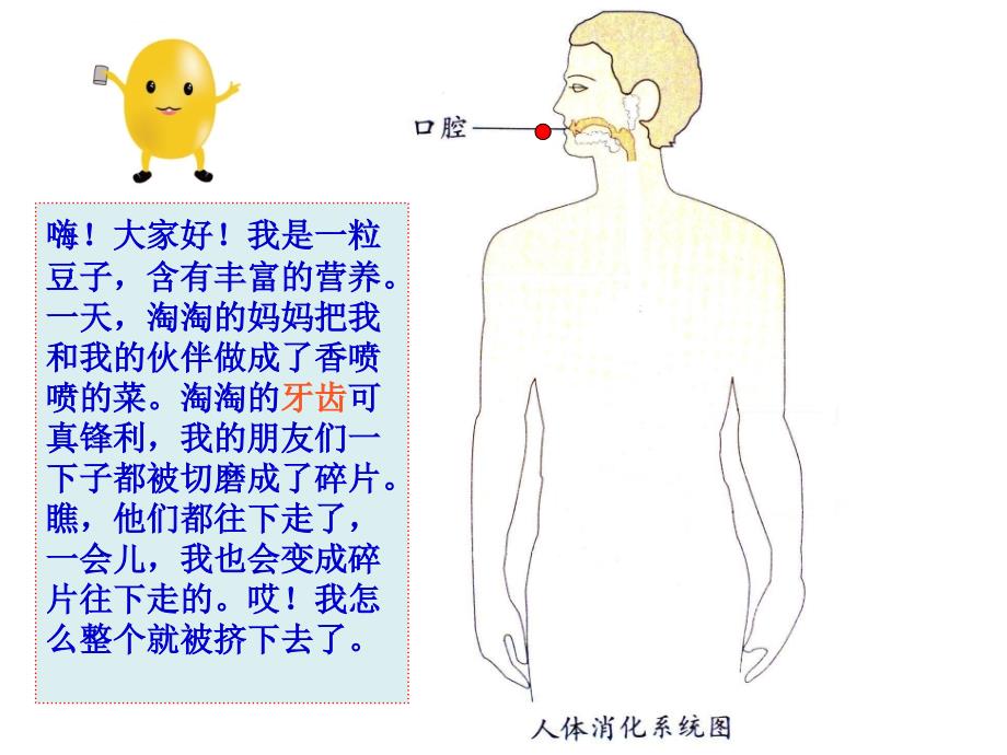 《食物在体内的旅行》PPT课件.ppt_第4页