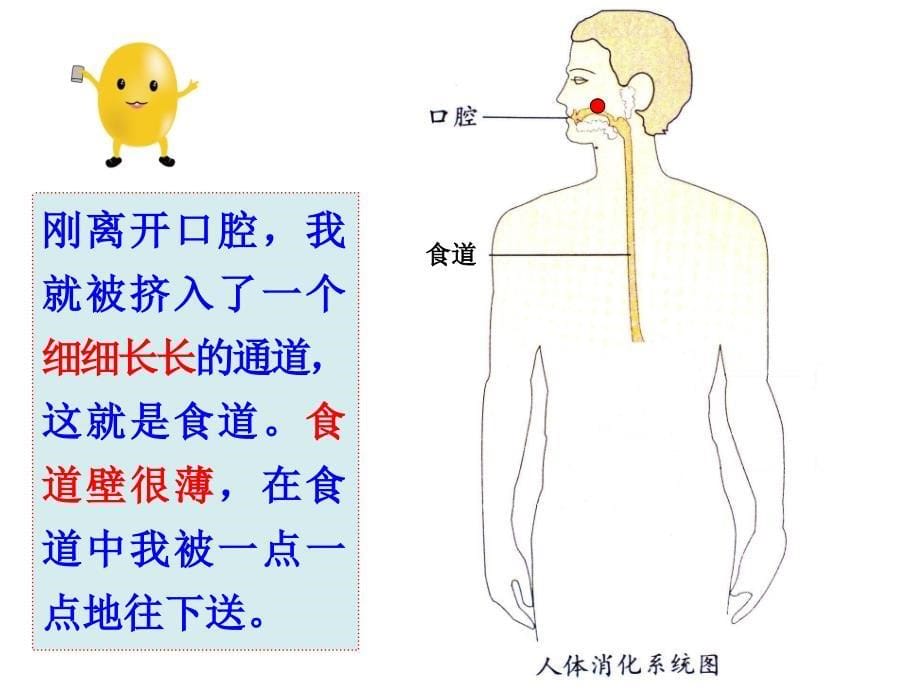 《食物在体内的旅行》PPT课件.ppt_第5页