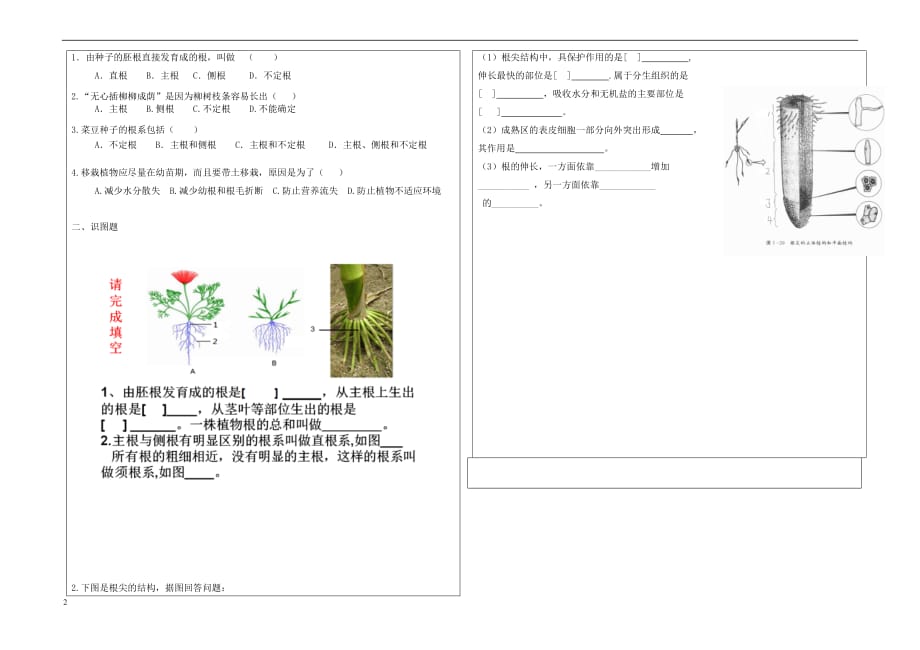 八年级生物上册第四单元 第一章 第五节 根的结构与功能导学案（无答案）（新版）济南版_第2页