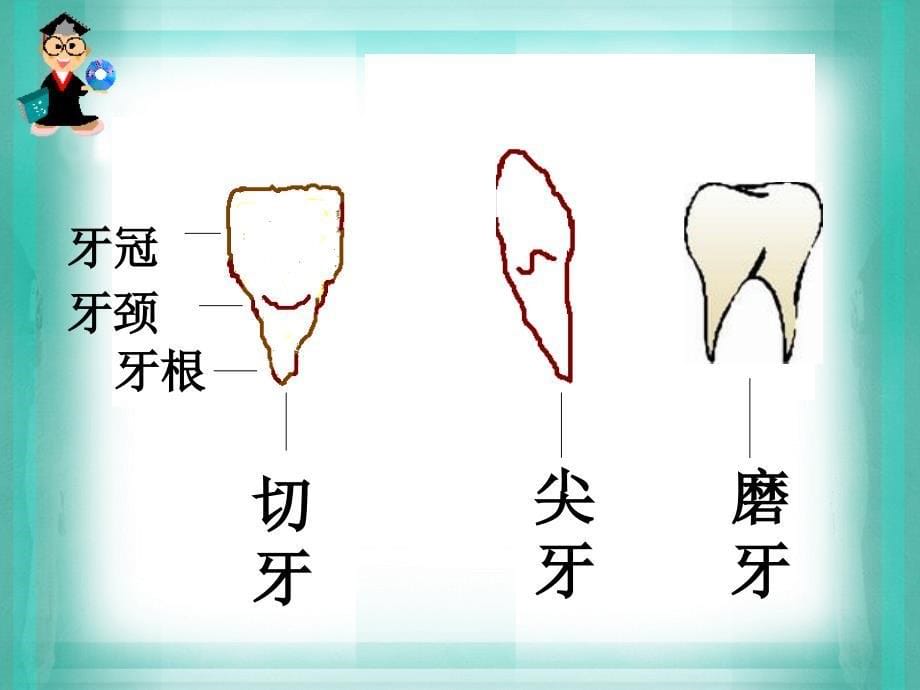 小学生健康教育课低年级段一二年级爱护牙齿_第5页