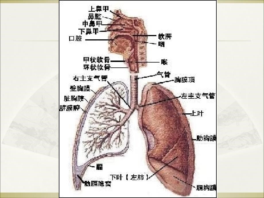 支气管镜入门图谱_第5页