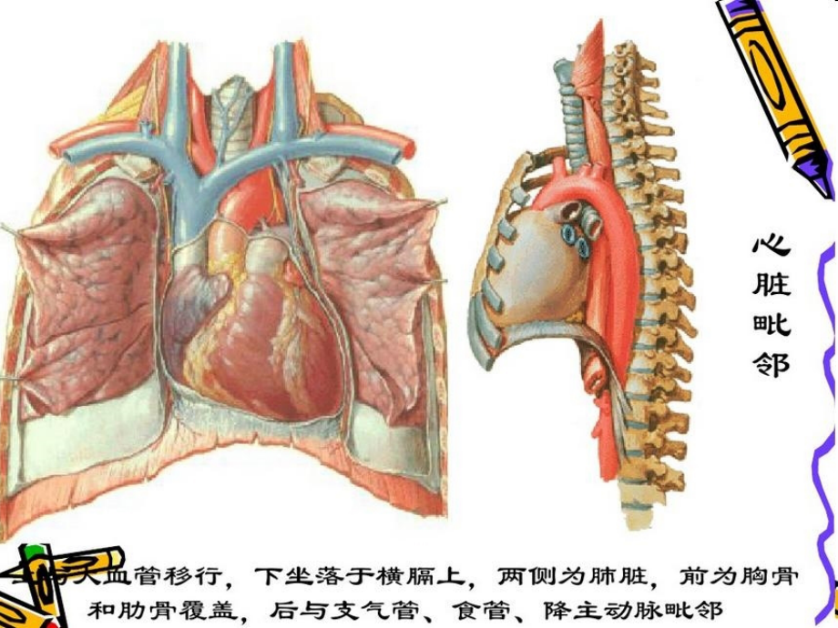 心脏冠脉左室节段和示意图B超图造影图及CT图的相互关系_第2页