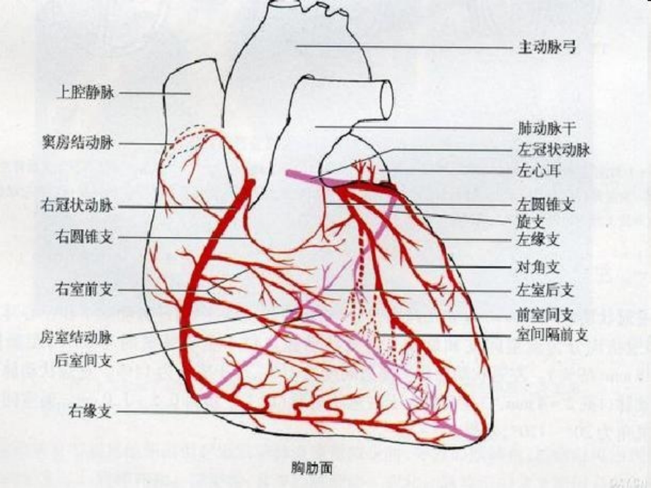 心脏冠脉左室节段和示意图B超图造影图及CT图的相互关系_第3页