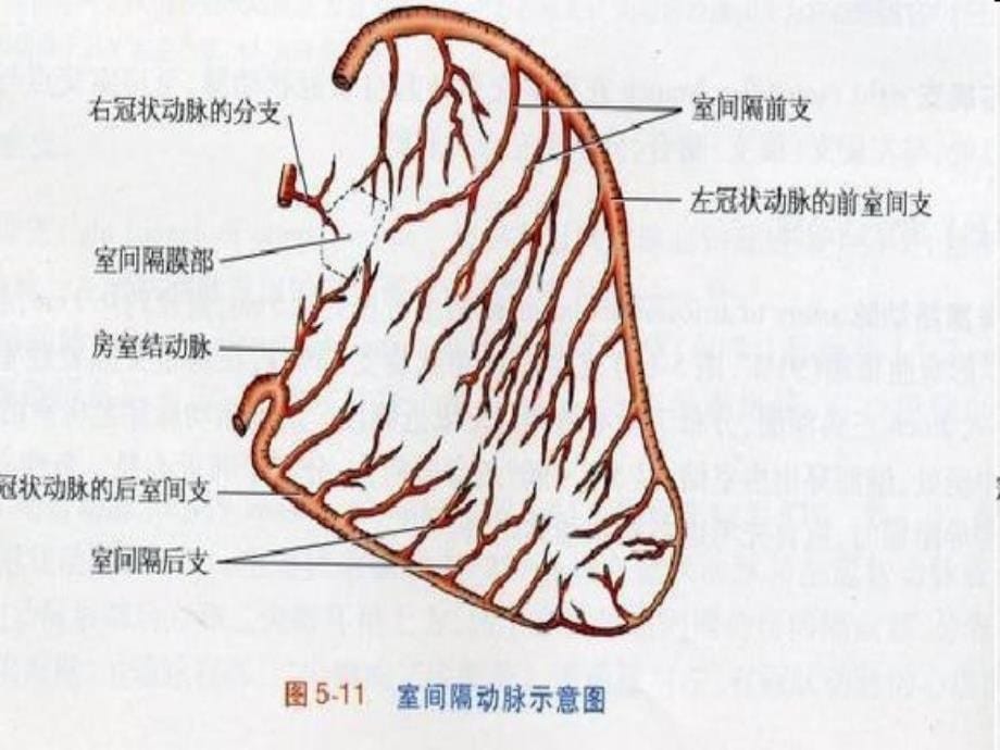 心脏冠脉左室节段和示意图B超图造影图及CT图的相互关系_第5页