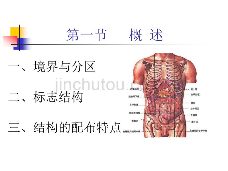 断层解剖学-腹部_第2页