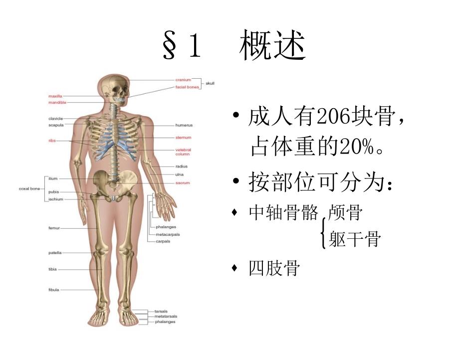 人体解剖生理学5第五章-骨骼系统_第4页