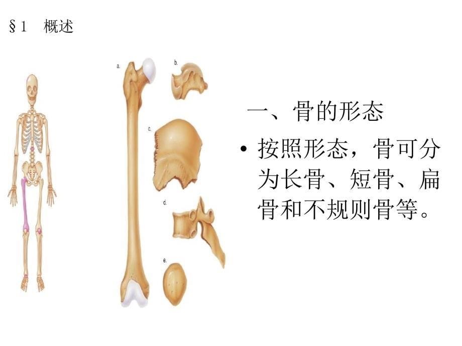 人体解剖生理学5第五章-骨骼系统_第5页