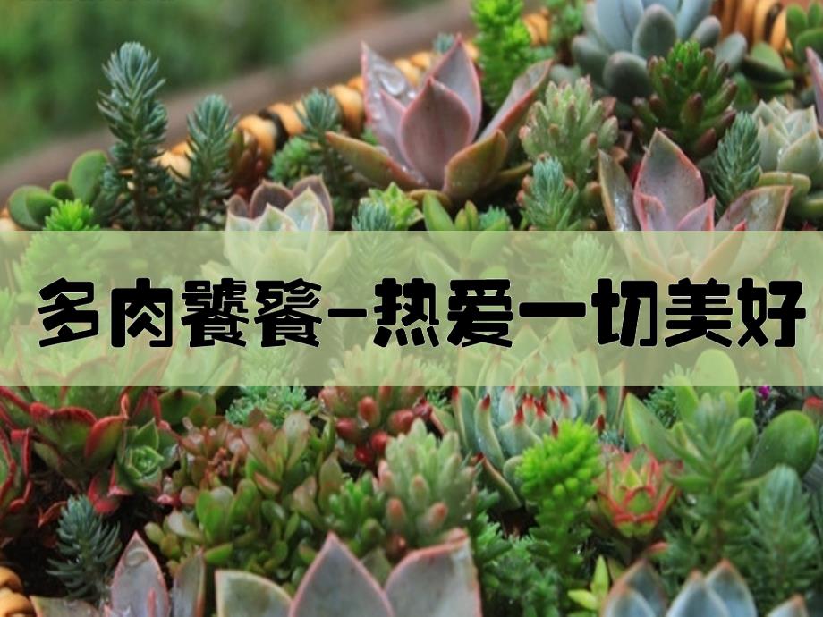 多肉植物培训学习_第1页