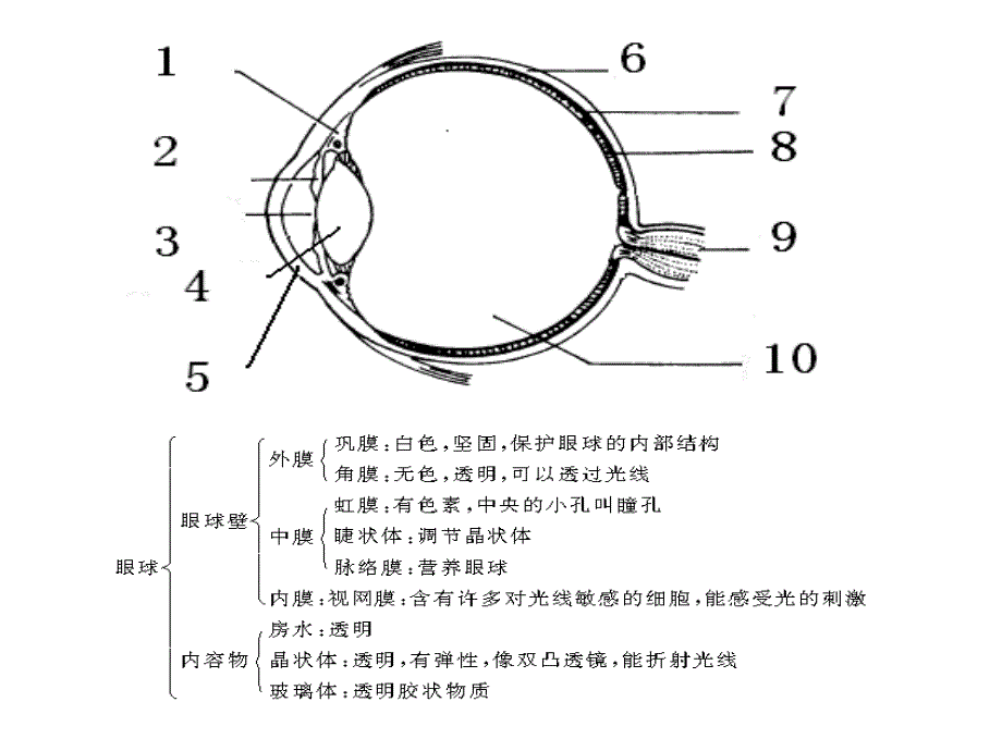 眼球的结构和视觉的形成._第3页