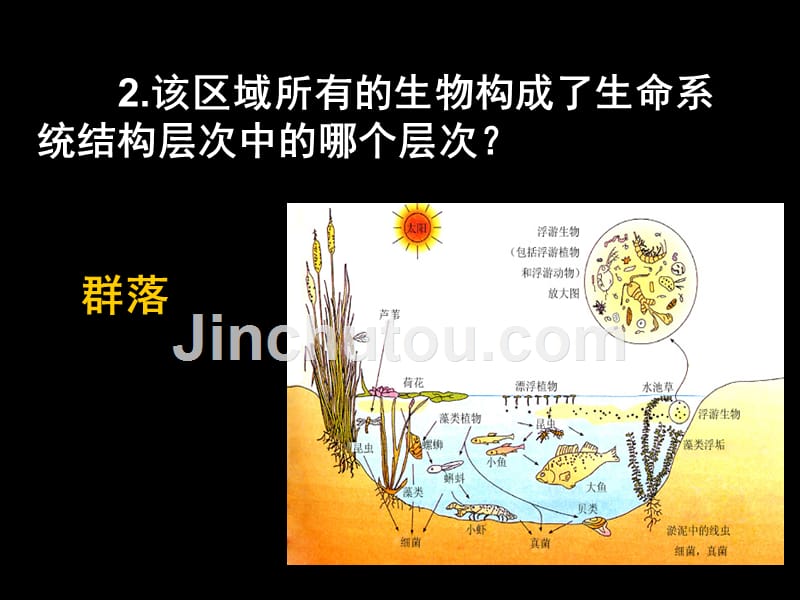 生物：43《群落的结构》课件(新人教版必修3)_第4页