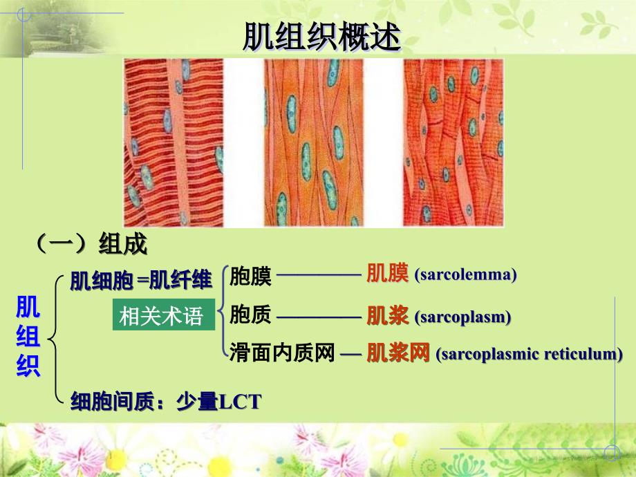 生理学课件PPT肌组织剖析_第3页