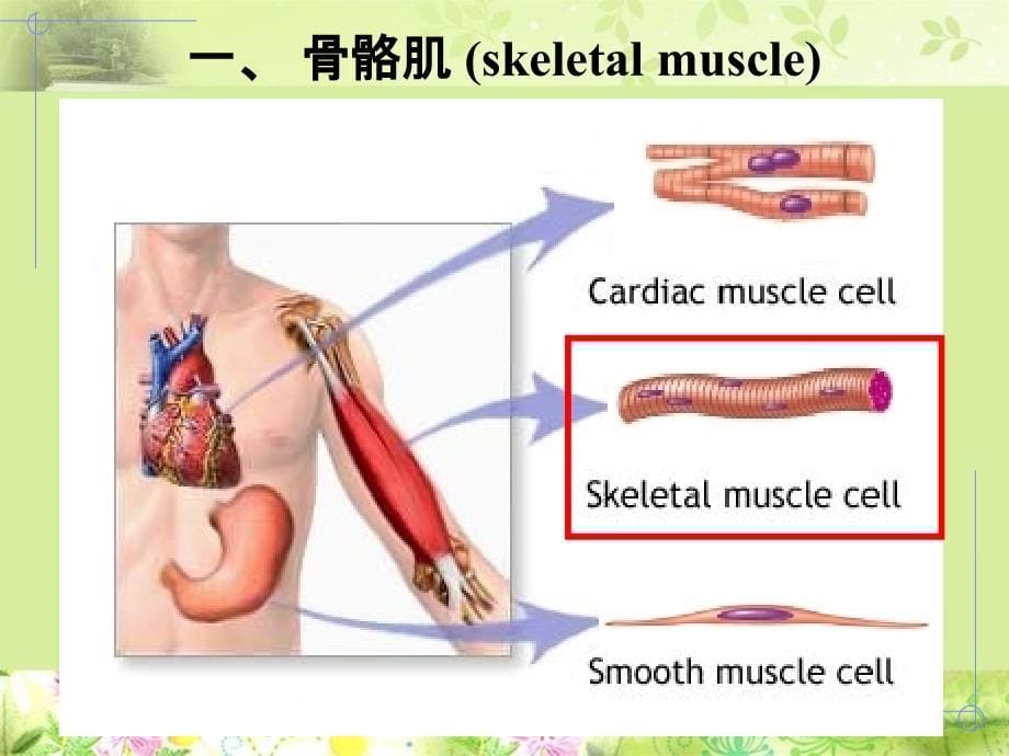 生理学课件PPT肌组织剖析_第5页