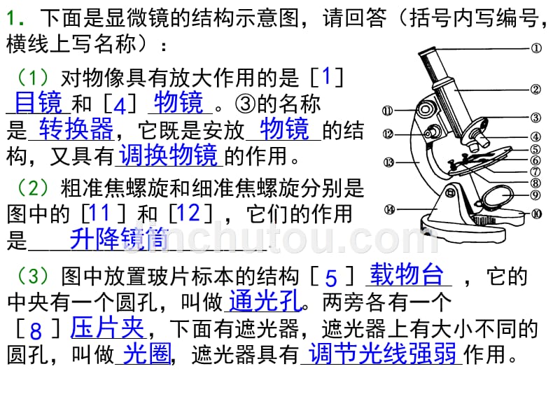 生物七上综合复习_第2页