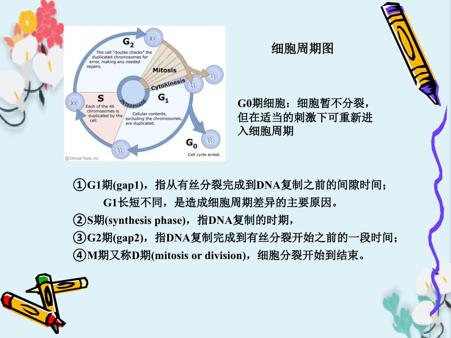 细胞凋亡和增殖原位检测工作_第3页