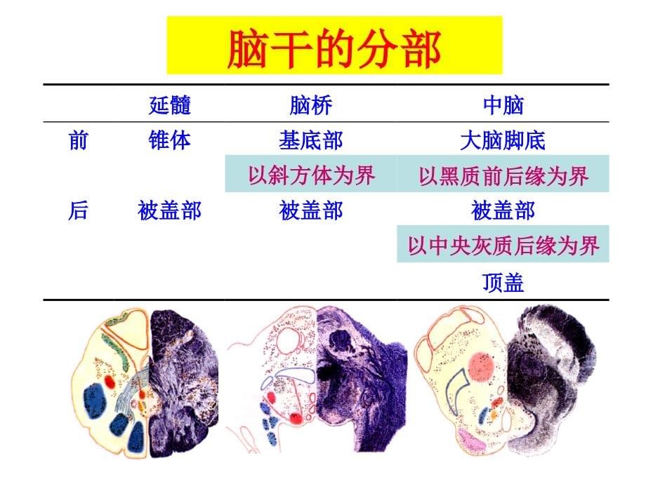 脑干内部结构解读_第5页